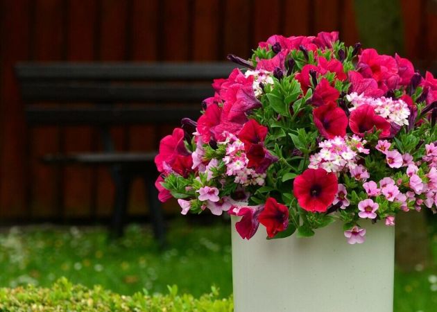 petunias, blossoms, balcony flowers, plant pot, terrace, decoration, flower decoration, petunia, garden petunia, pink, blooming, balcony plant, container plant, summer flowers, pink flower, splendid colors, petunias, petunias, petunias, plant pot, petunia, petunia, petunia, petunia, petunia