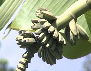 banani