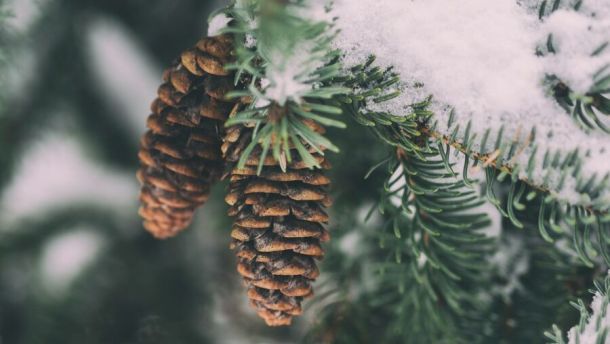 shallow focus photography of pine cone