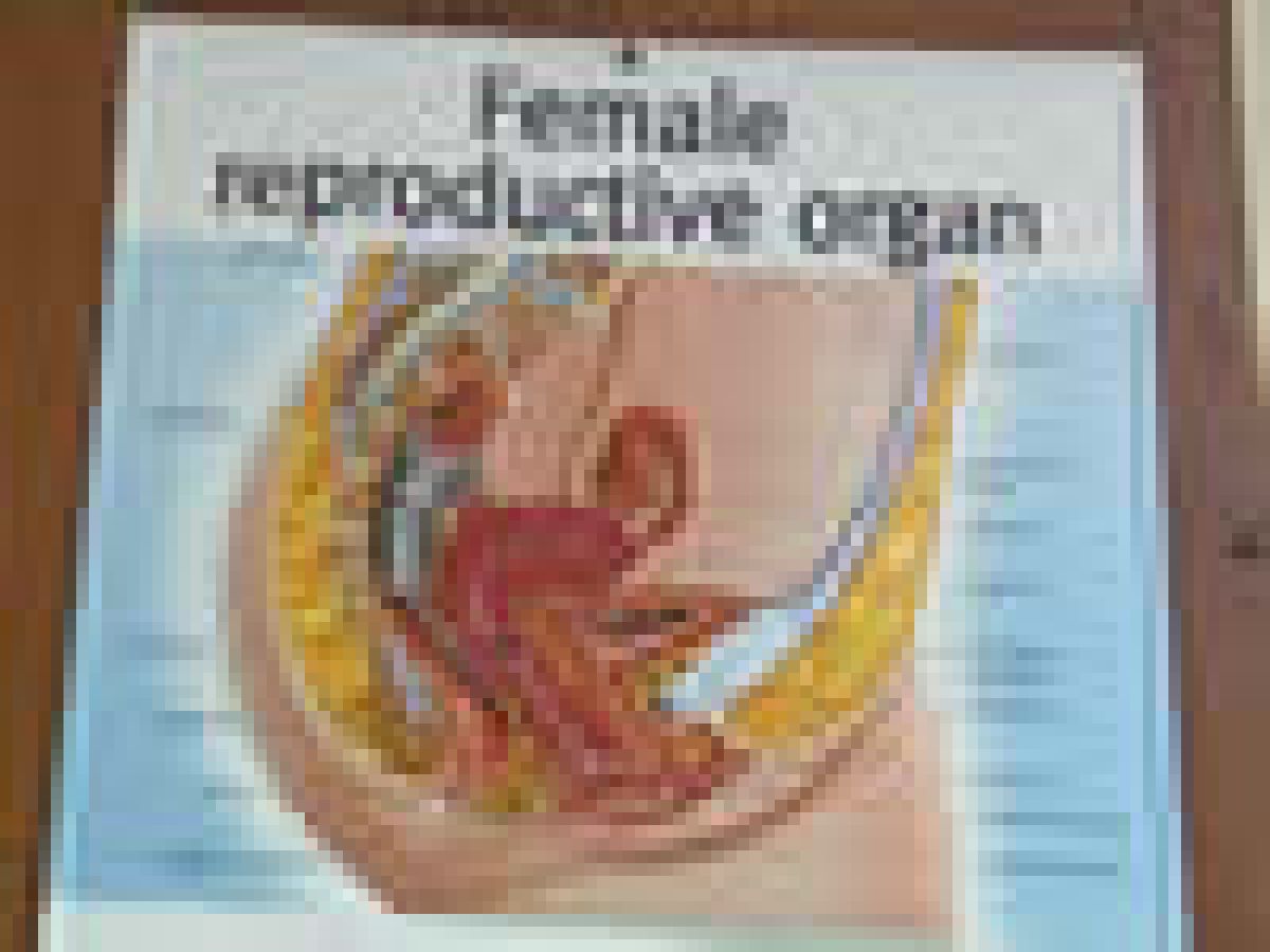 reproduktivni organi
