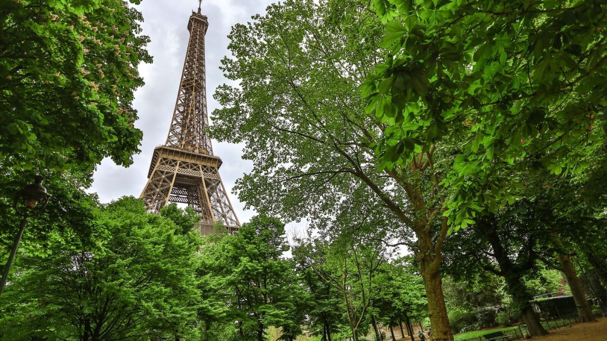 Дрвја Париз