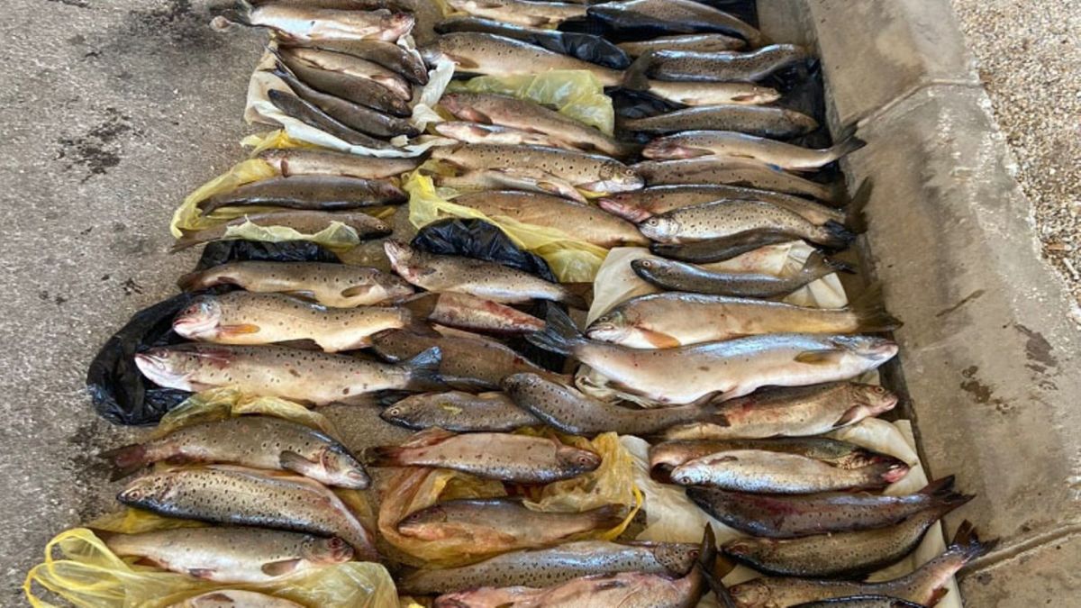 Охридска пастрмка