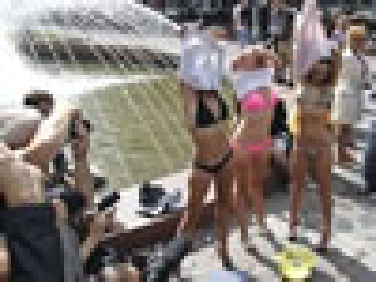 cupinjata na Medvedev