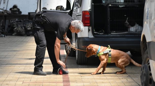 Царина куче трагач