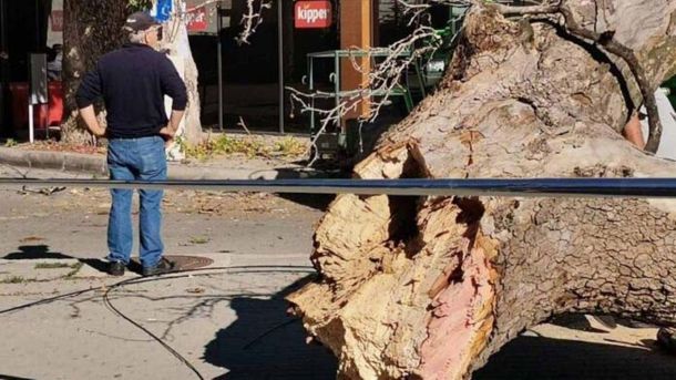 Чинар Кошишта