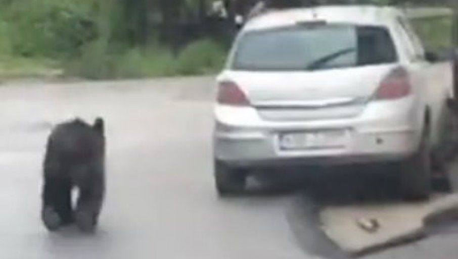 Мечка во Сарево