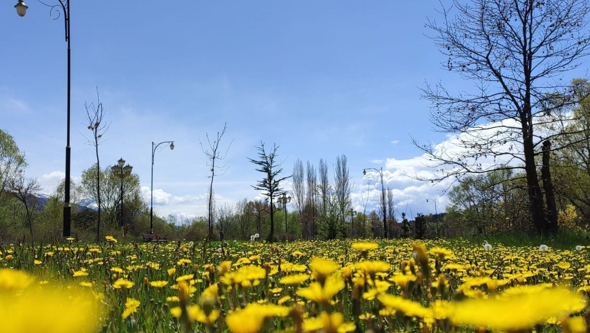 Ливада, фото Симјаноски