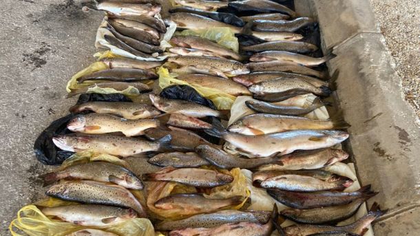 Охридска пастрмка