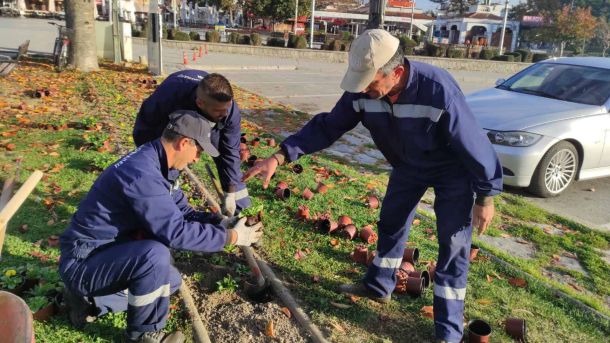 Засадување виола