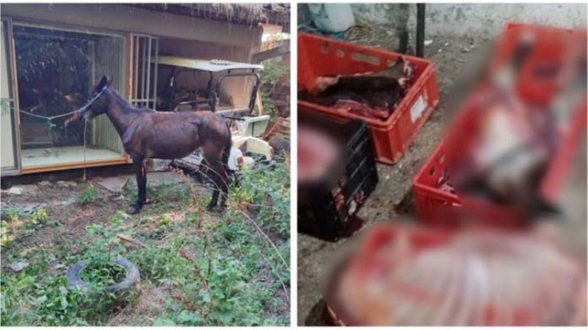 Коњи Зоо Скопје