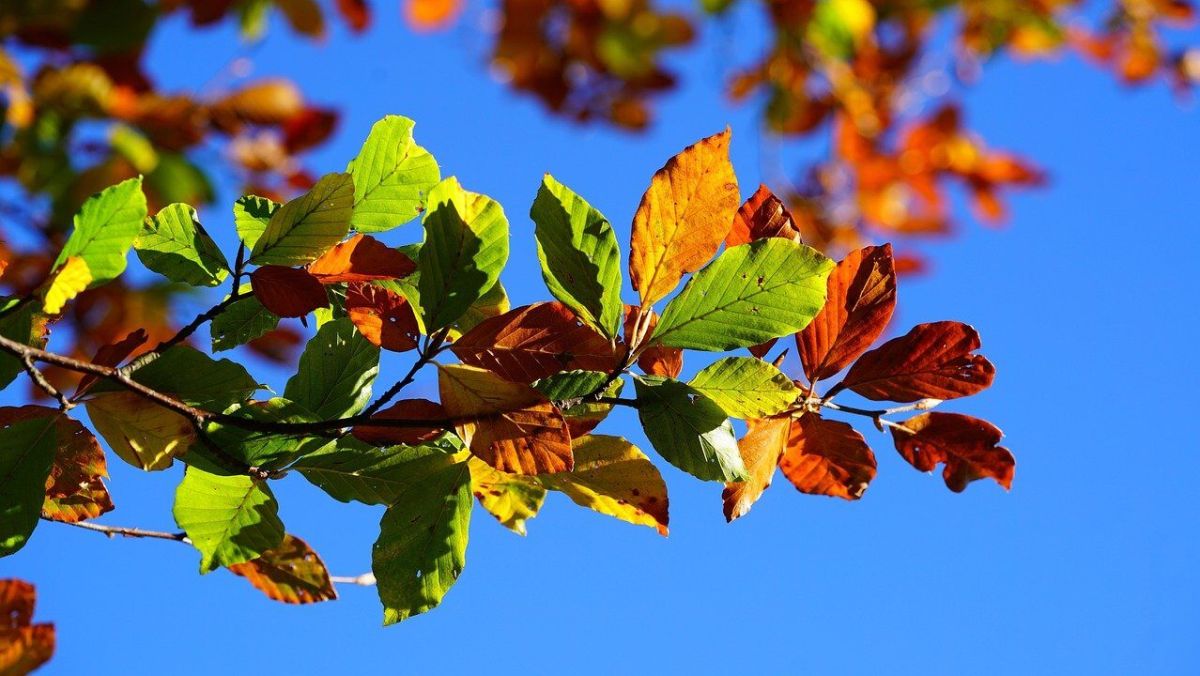 autumn leaves, leaves, fall, colorful foliage, autumn colors, autumn color, branches, beech, beech leaves, golden autumn, golden, coloring, tree, golden october, multicoloured, coloured, colorful, green, brown, blue, himmelb foliage, autumn day, autumnal, branch, european beech, fagus sylvatica, deciduous tree, fagus, golden yellow, bright, season, autumn light, yellowing, brown coloring, autumn impression, yellow, nature, autumn branch, autumn tree, herb probe