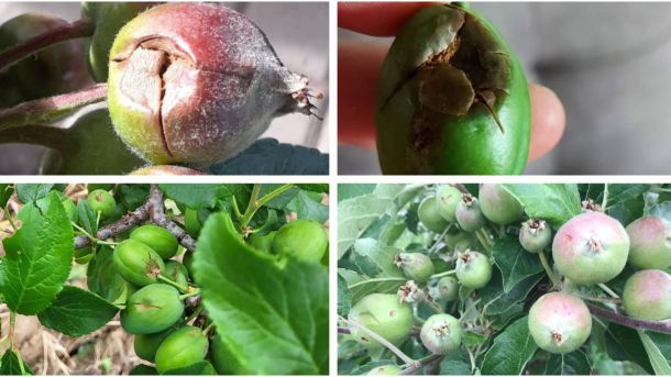 Земјоделски насади