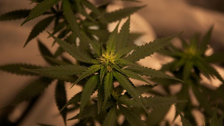 Detailed view of a cannabis plant with dark green foliage, highlighting natural textures and growth.