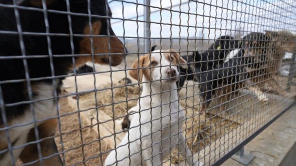 Стационар за бездомни кучиња