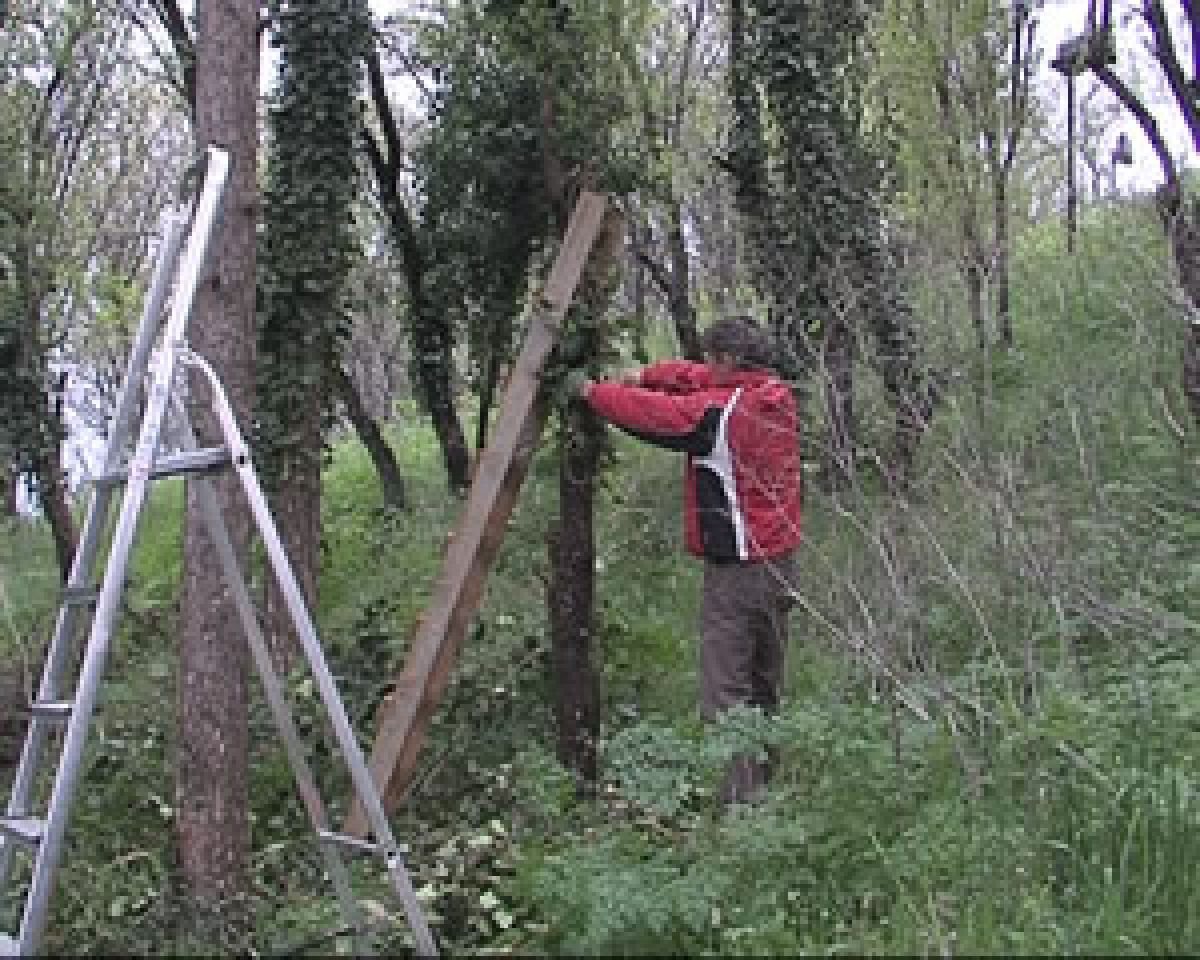 cistenje drvja od brslen