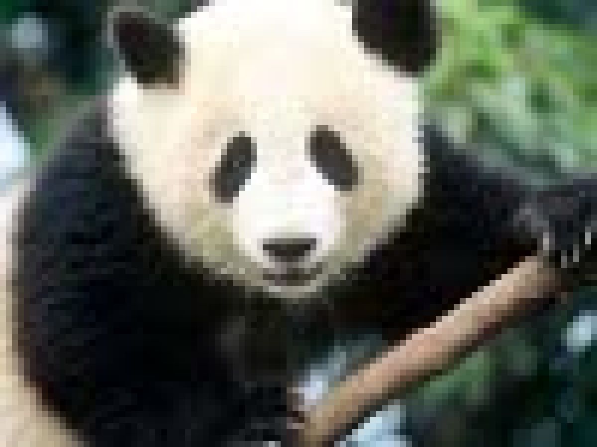 panda