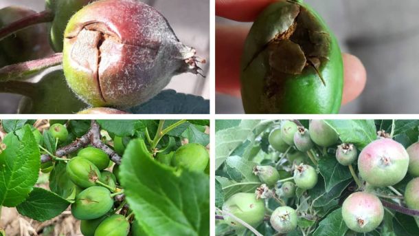 Земјоделски штети