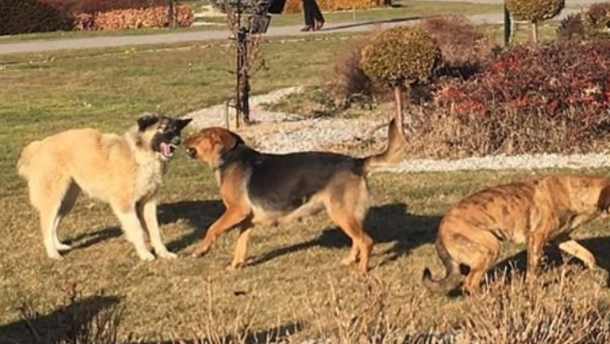 Кучиња скитници