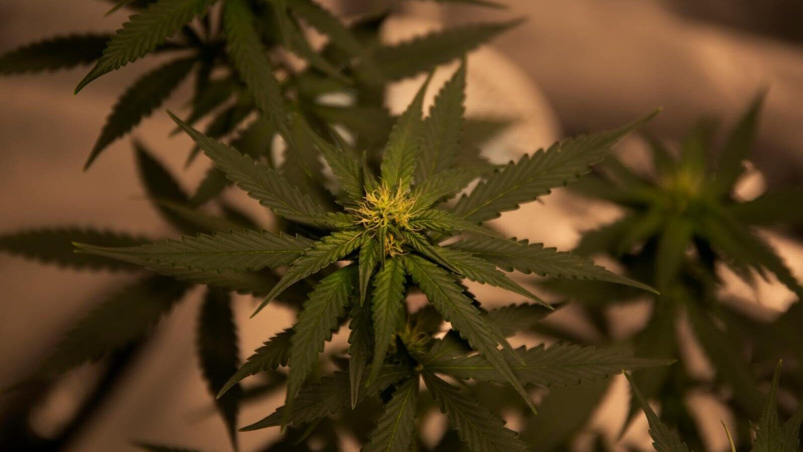 Detailed view of a cannabis plant with dark green foliage, highlighting natural textures and growth.