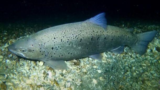 Охридска пастрмка