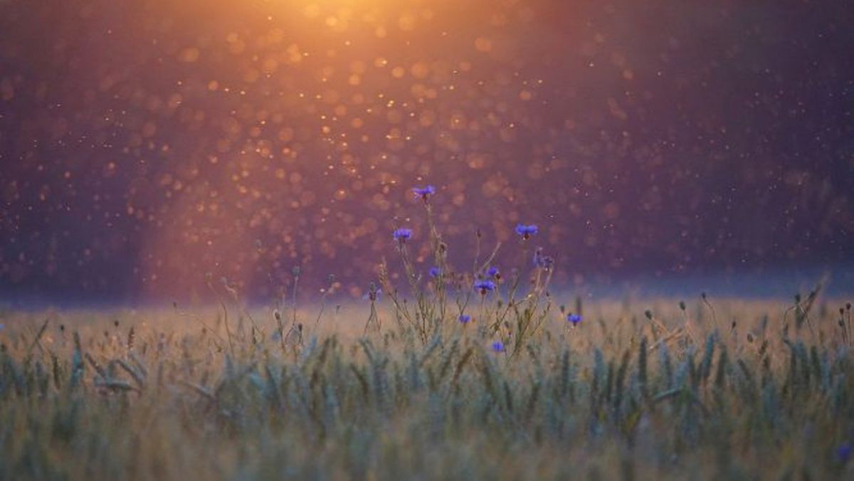 Прскање комарци