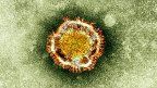 corona virus