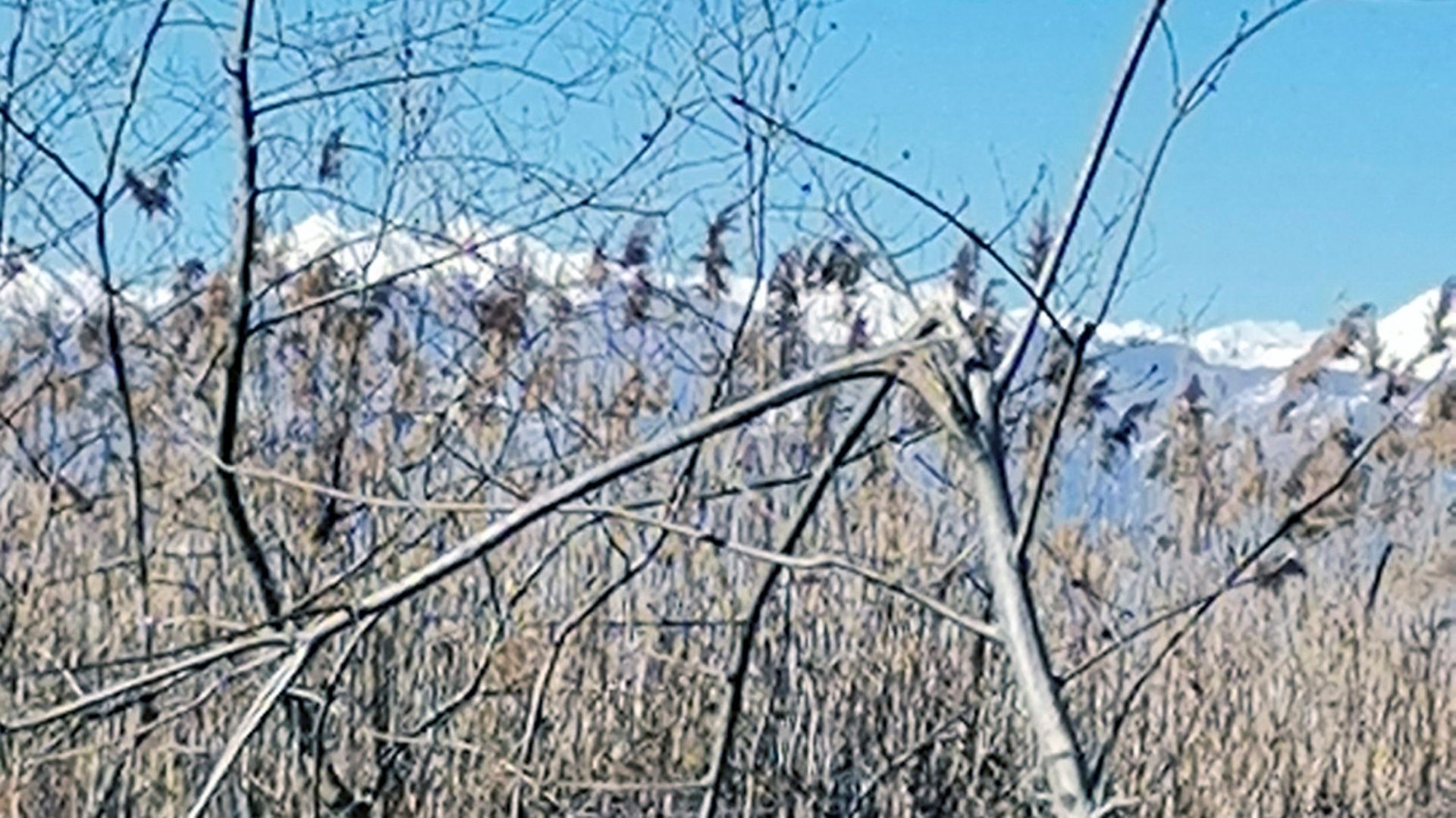 Оштетени дрвја