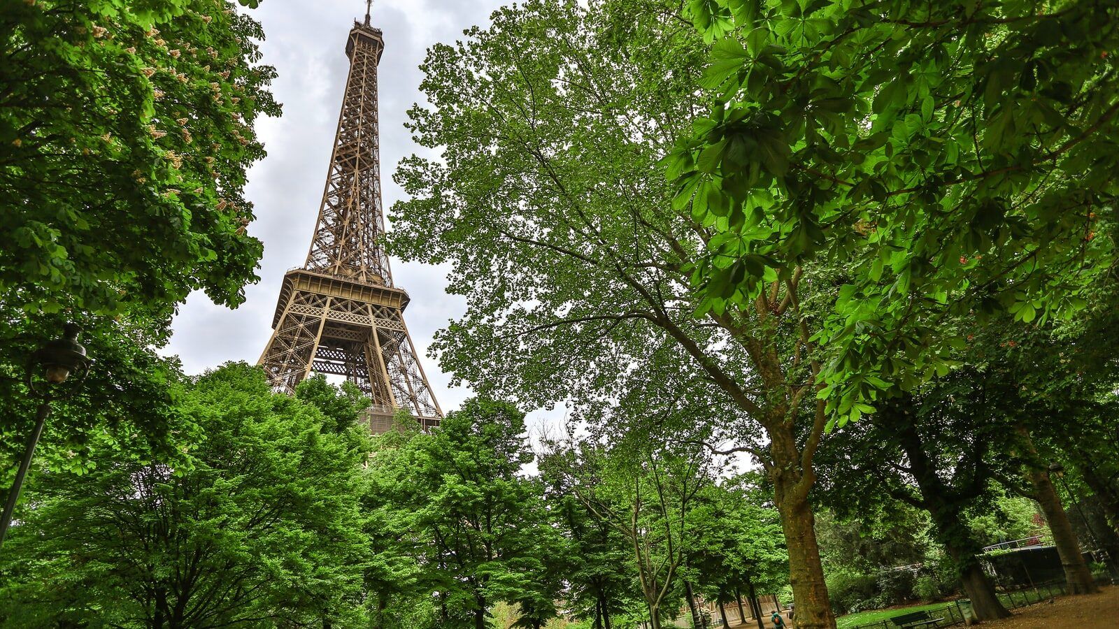 Дрвја Париз