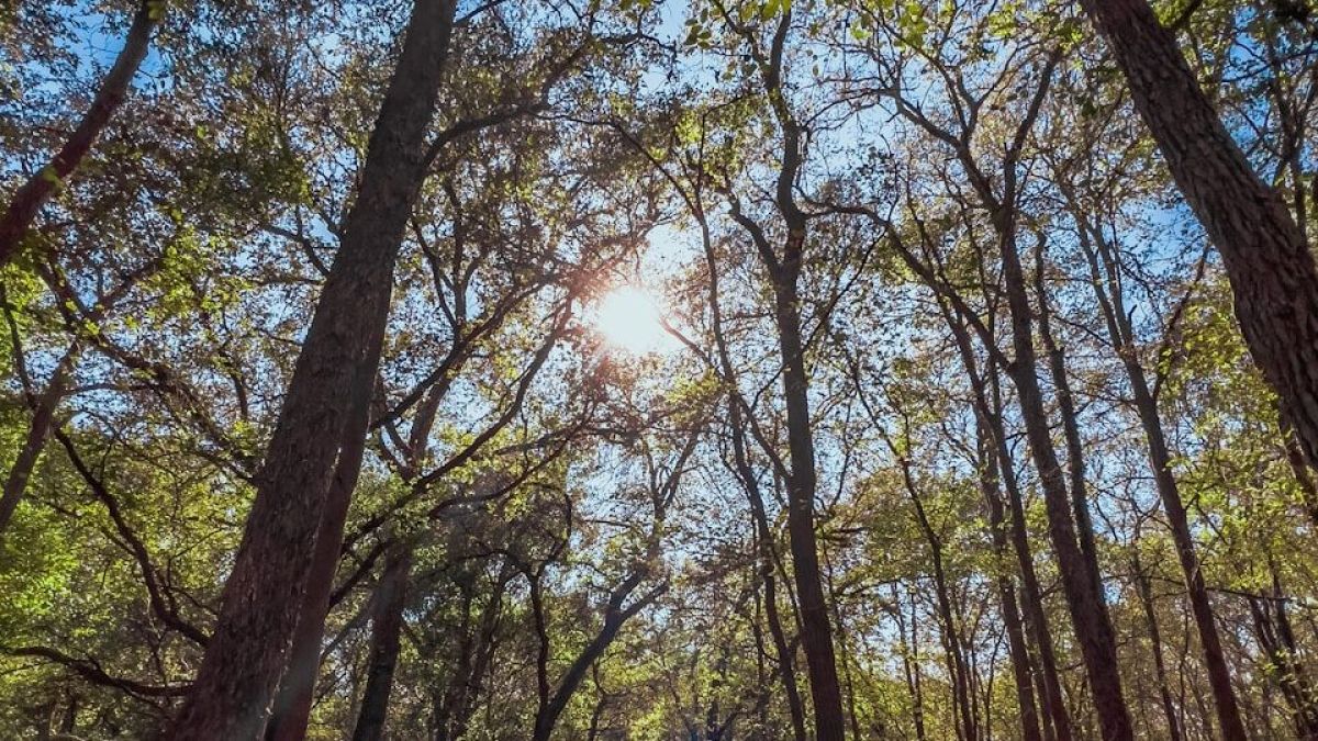 the sun shines through the trees in the woods