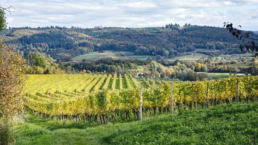 Rolling hills with a vineyard in autumn