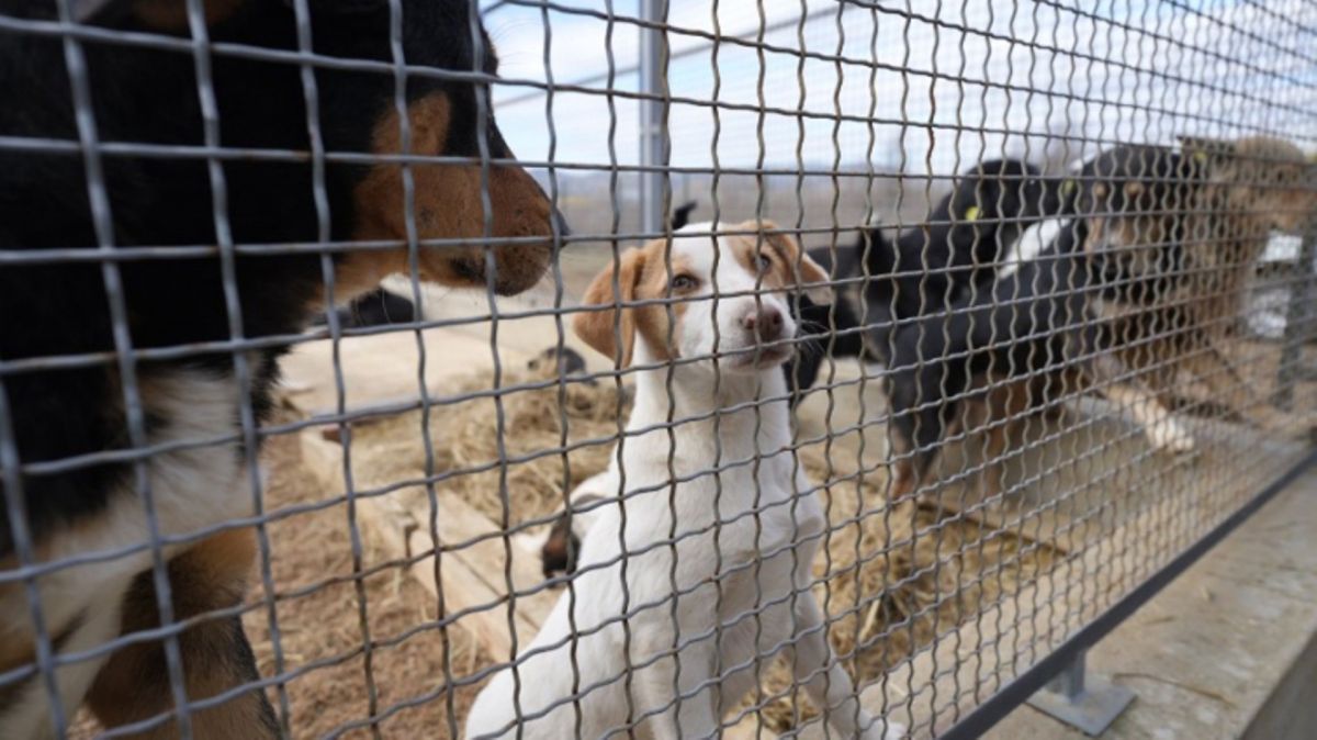 Стационар за бездомни кучиња