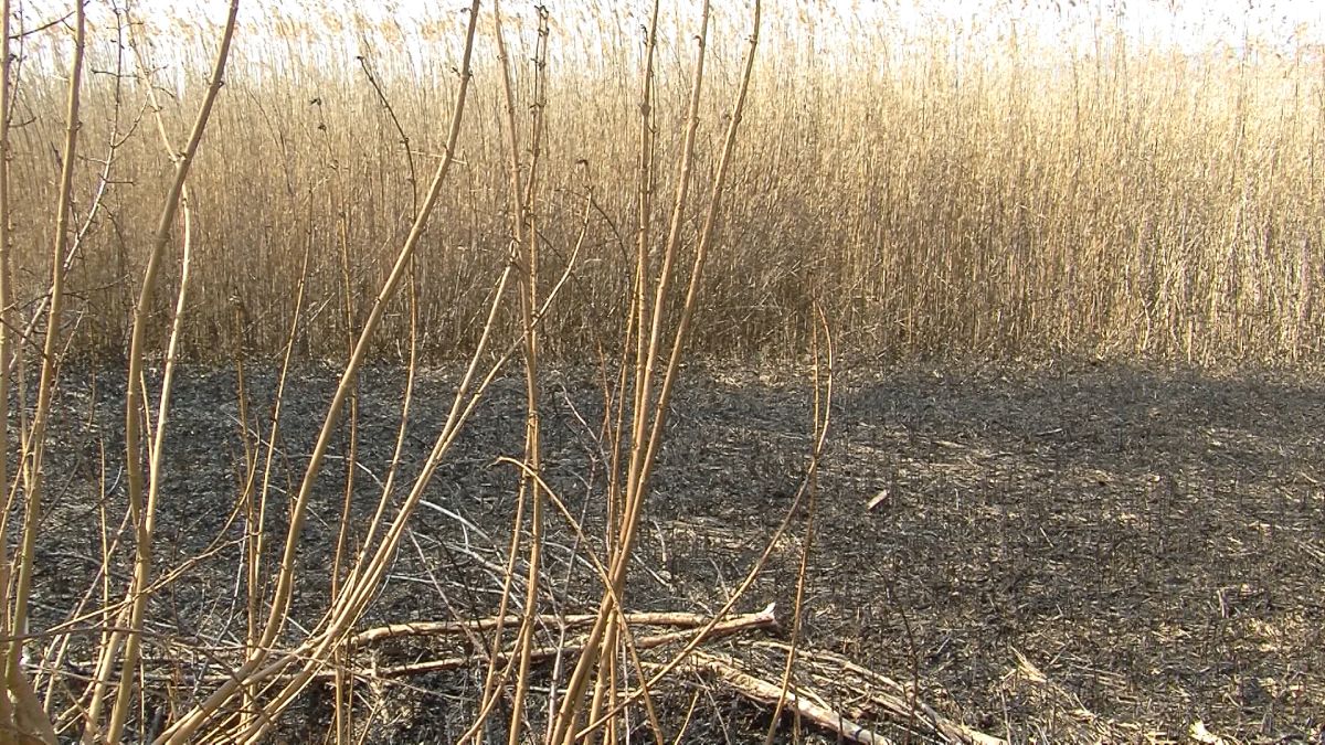 Трска Струга Калишта