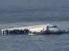 avion