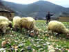 Kozjak