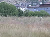 bolnica