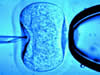 invitro