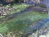 alga