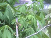 unishteni sadnici