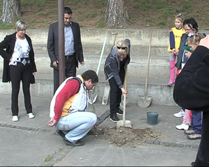 zasaduvanje drvca