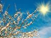 sonce