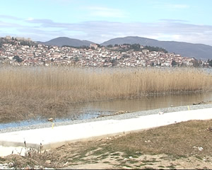 trska