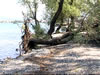 otkornato drvo