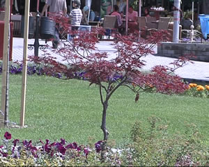 park