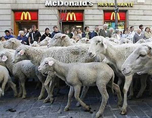 ovci-madrid
