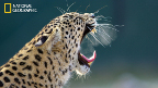 leopard