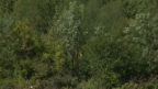drva