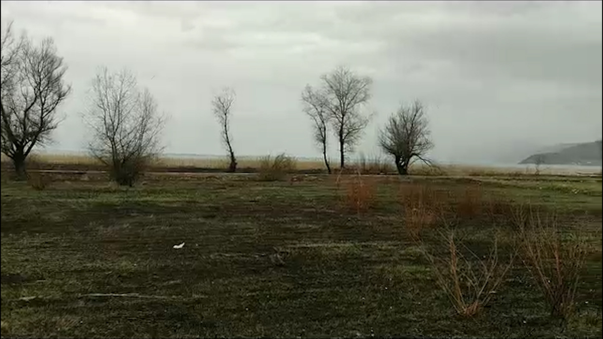 Трска Калишта