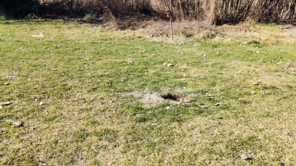 Оштетени дрвја