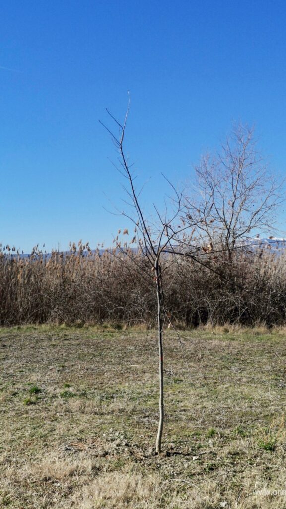 Оштетени дрвја