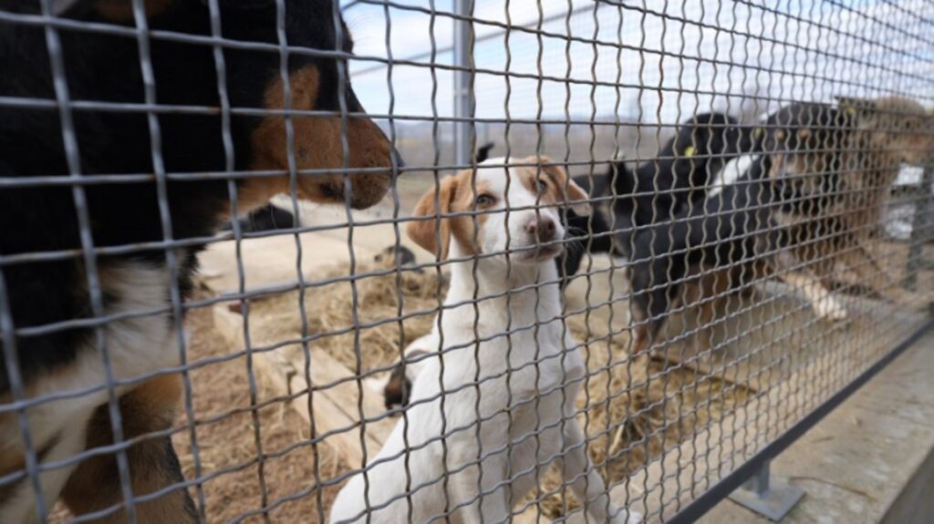 Стационар за бездомни кучиња